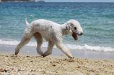 BEDLINGTON TERRIER 047
